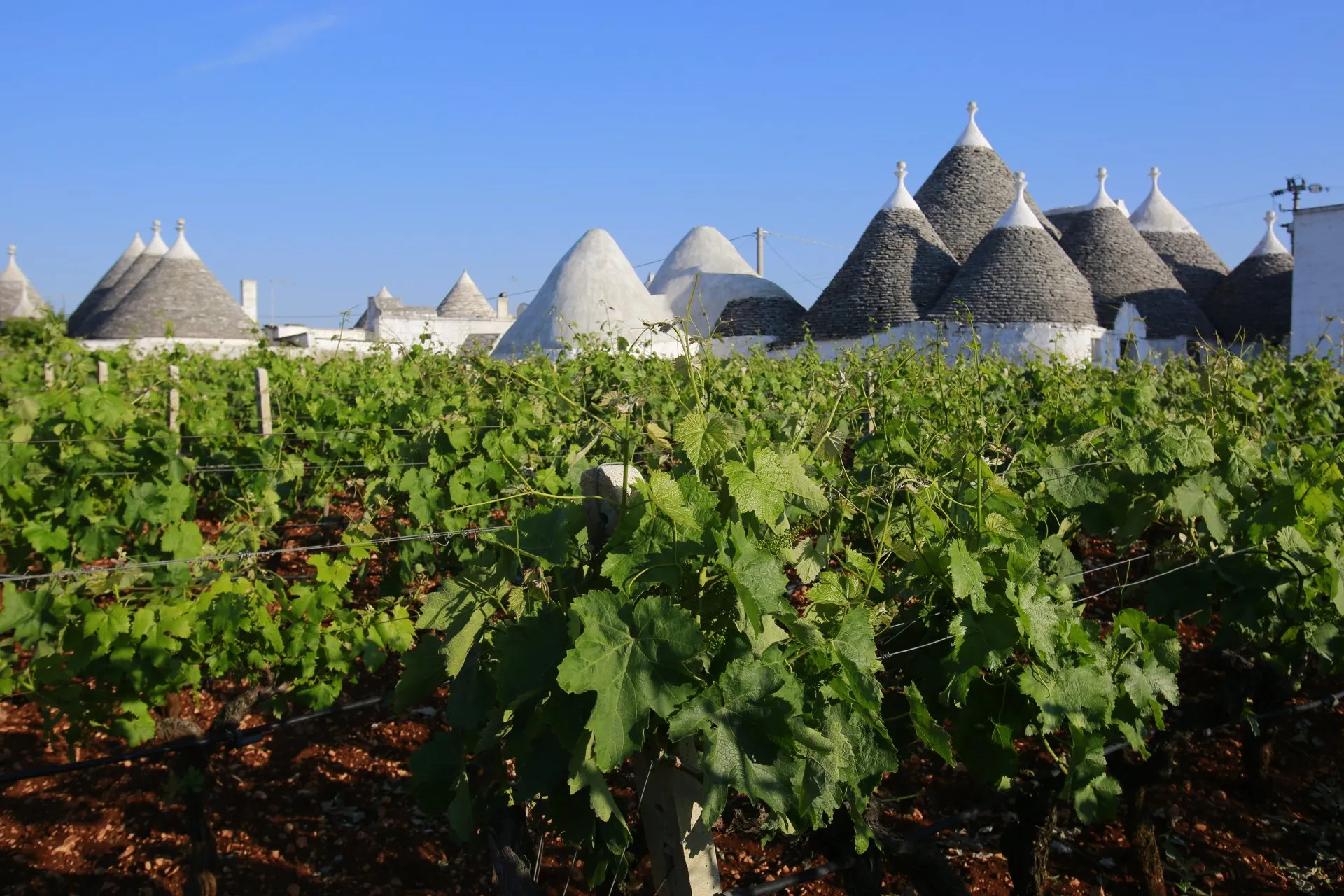 Trulli di Alberobello con vigneto in primo piano, patrimonio UNESCO della Valle d'Itria in Puglia
